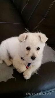 娱乐吃瓜酱小白狗,揭秘娱乐圈那些不为人知的幕后故事